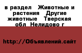  в раздел : Животные и растения » Другие животные . Тверская обл.,Нелидово г.